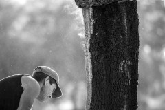 Oak vapor