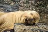 Sea lion sleeping