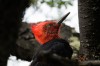 Male woodpecker