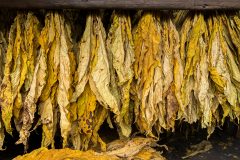 Manual selection of tobacco leaf’s