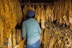 Manual selection of tobacco leaf’s