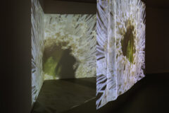 um ano no parque serralves jorge sarmento